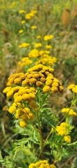 Obraz premium Close-up of tansy flowers in a meadow