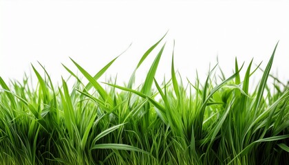 lush green grass isolated on white background for design