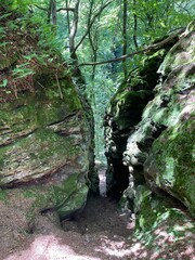 stream in the forest