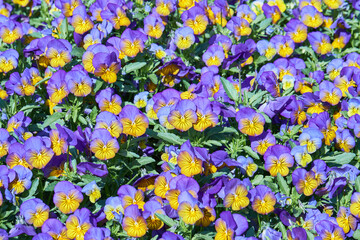 Background of violet-yellow blooming violets on a flower bed in the park. Close up