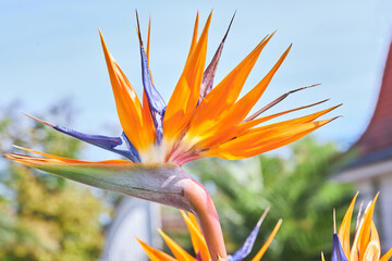 Strelitzia Reginae flower closeup (bird of paradise flower).