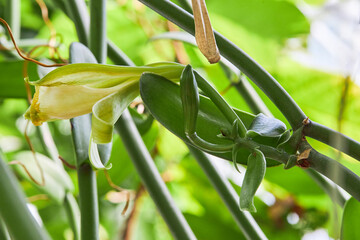 Naturally Grown Vanilla , Fresh Vanilla pods