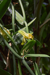Naturally Grown Vanilla , Fresh Vanilla pods