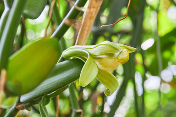 Naturally Grown Vanilla , Fresh Vanilla pods