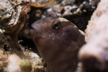 Peacock Blenny (Salaria pavo) portrait, Sardinia, Mediterranean sea, Italy