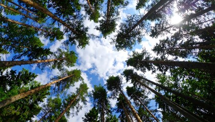 Looking up through a dense pine forest canopy to a partly cloudy sky