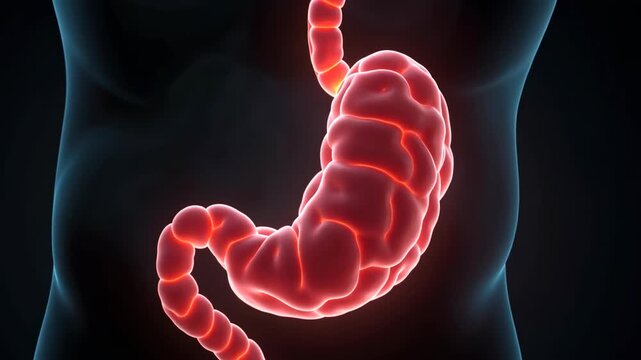 appendix, intestinal health, abdominal anatomy. Organ structure. Capillaries dilate during inflammation. Ligaments support internal stability. 3D medical render shows detailed structure.