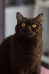 Chocolate colored kitten, cinnamon, fluffy friend looks attentively