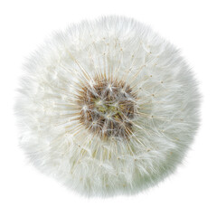 Close-up of a dandelion seed head (16)