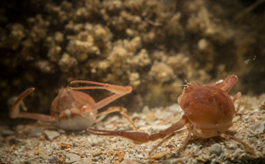 Death's head crab (Ilia nucleus). sea pebble crab detailed close-up in natural habitat Capo Caccia, Alghero, Sardinia, Italy