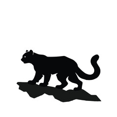 Snow Leopard Cub on Rocks