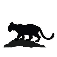 Snow Leopard Cub on Rocks