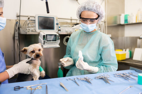 Female veterinarian tells student intern skills of working and treating limb injuries to dogs of medium-sized breeds Yorkshire terrier. Private clinic for pets with home visits, family business