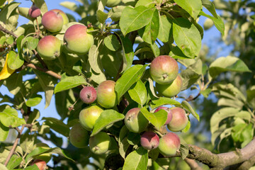 Apples ripen on a tree in the garden. View against the background of the blue sky. A sunny summer day.