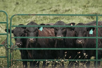 Four Black Angus cattle stand closely together behind a green metal gate on a rainy day. Their wet...