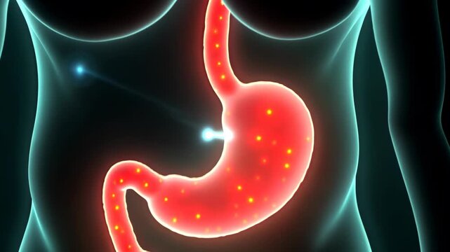 appendix, appendix inflammation, gastric health. Digestive anatomy. Vessels dilate upon nutrient absorption. Gastrointestinal recovery increases immunity defense. Stomach wall shows 3D medical