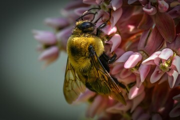 Bee pollinating pink flowers close-up