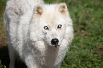 Blind Old Arctic Wolf Wildlife Photography – Canis lupus arctos