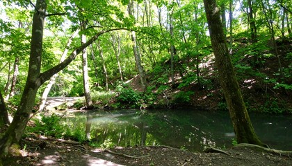 Obraz premium Lush forest with a calm stream