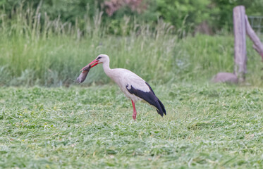 Fototapeta premium Crane on field holding live mouse in beak during hunting