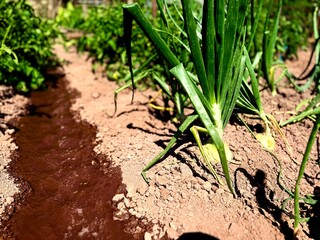 Mexican Onion Crop with Traditional Irrigation in Sunlit Garden