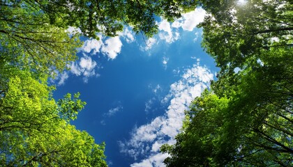 looking up at the blue sky and white clouds framed by green treetops perspective