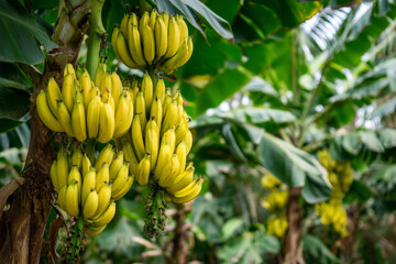 Fresh bunches of bananas hanging from tropical tree 