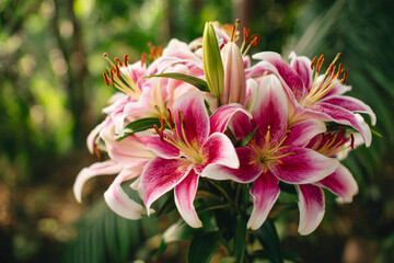 Colorful pink lilies bloom in lush garden setting during daytime, showcasing vibrant petals and rich greenery all around