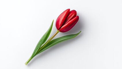 Obraz premium Single vibrant red tulip on white background (1)