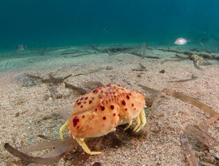 Royal or Box crab (Calappa granulata) is a marine crustacean native to Mediterranean Sea. Alghero, Sardinia, Italy