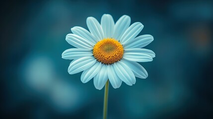 Fototapeta premium Luminous Daisy with a Golden Center Against a Serene Teal Bokeh