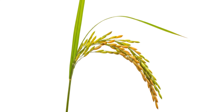 Golden rice stalk with green leaves isolated on a transparent background grain yellow