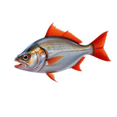 Fototapeta premium Vibrant Freshwater Fish with Red Fins and Silver Body Swimming