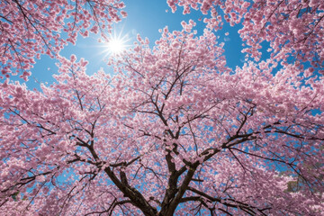 Sakura tree flower, cherry blossom, spring beauty against blue sky