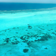 coral reef in the sea