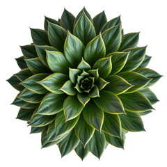 Vibrant Green Succulent Plant with Layered Leaf Structure Top View