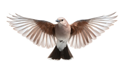 Fototapeta premium a bird with its wings spread out and its wings spread