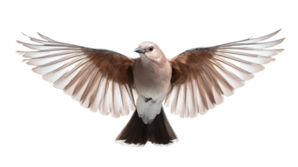 a bird with its wings spread out and its wings spread