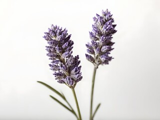 Fototapeta premium Two Lavender Sprigs Against a Clean White Backdrop in Soft Studio Lighting