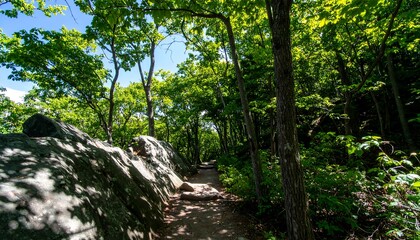 Sunny forest path through rocks