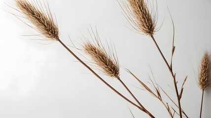 Dried Foxtail Grass Heads on White Background, Minimalist Still Life