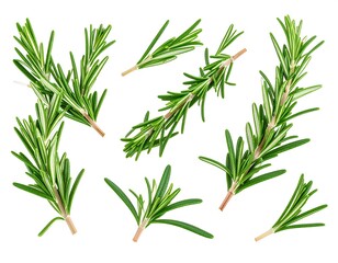 Fototapeta premium Fresh rosemary sprigs isolated on white