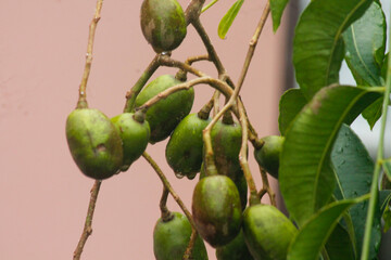 Green Ambarella fruit hanging on the tree	
