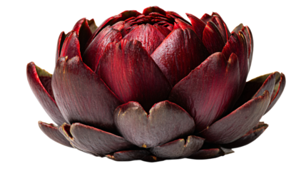 a red flower with a white background