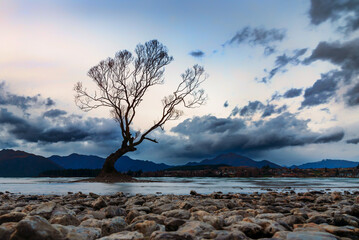 The famous Wanaka Tree at low tide - a willow post that was originally part of a fence but blossomed into a full grown tree