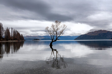 The famous Wanaka Tree - a willow post that was originally part of a fence but blossomed into a full grown tree