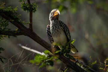 A southern yellow billed hornbill (Tockus leucomelas) perched in a tree