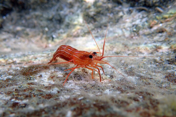 Lysmata seticaudata - Underwater photography of Mediterranean Peppermint Shrimp