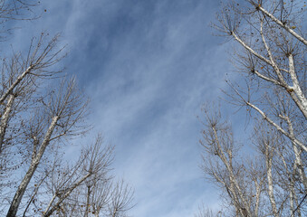 Trees top in the sky
