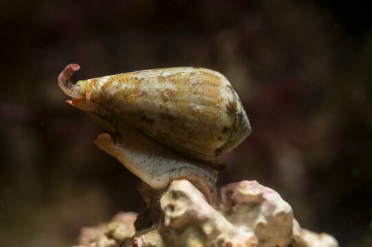 Conus ventricosus mediterraneus is a subspecies of sea snail, a marine gastropod mollusk in the family Conidae. Alghero, SS, Sardegna, Italy